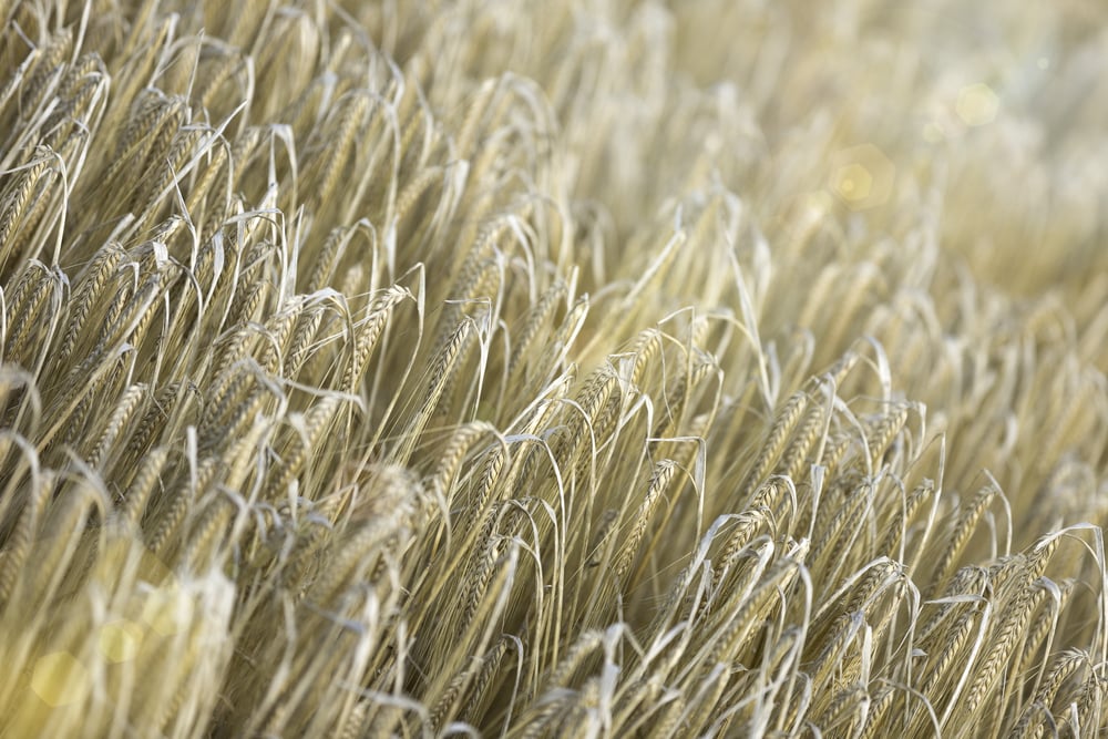 Fresh crops at sunrise on a summers morning