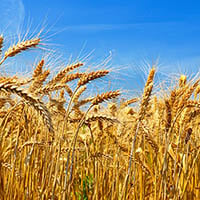 AdobeStock_88429504-grainfield-w-Clouds-200x200